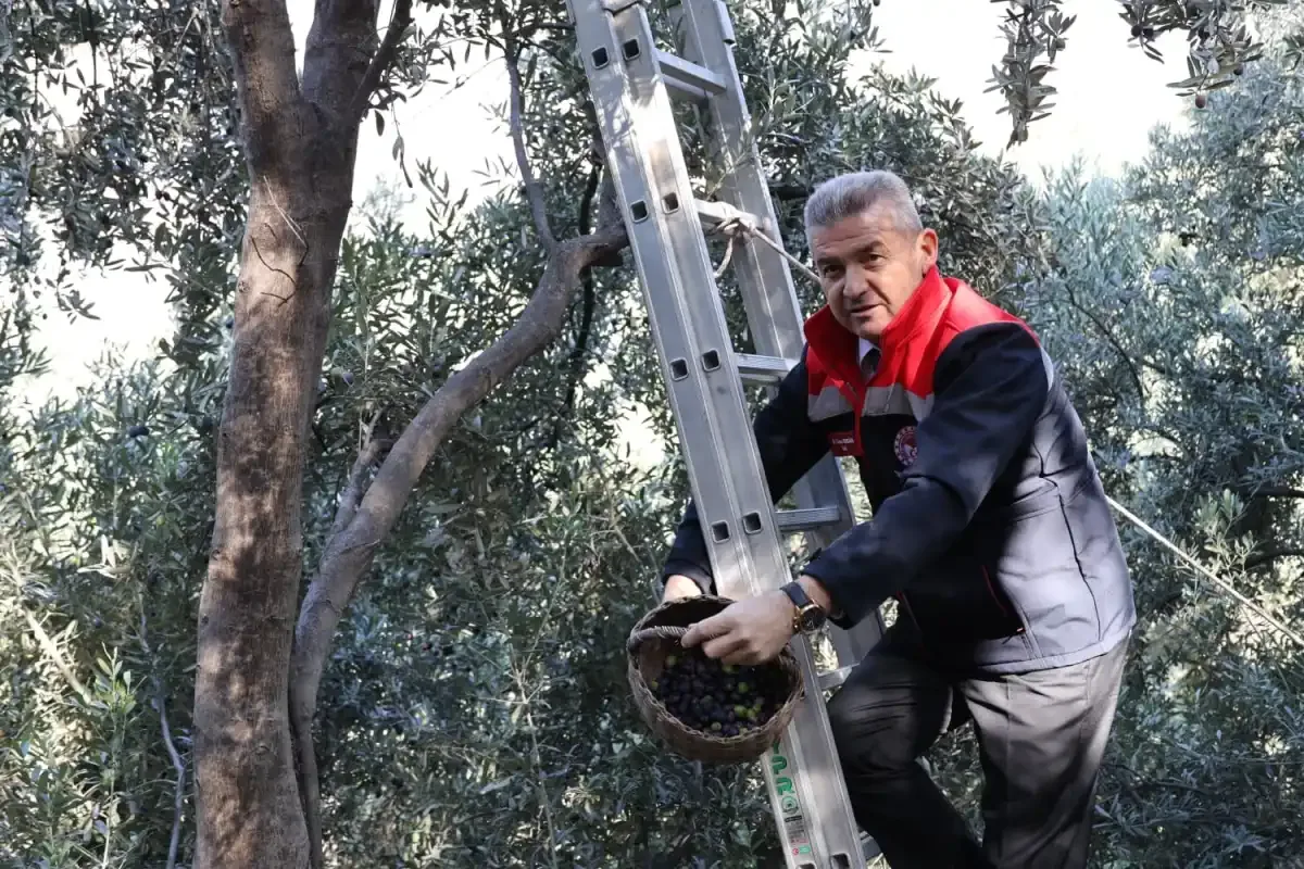 Artvin'de Butko zeytininde 700 ton rekolte bekleniyor